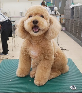 格安トリミング カットモデル犬 トリミングサンプル