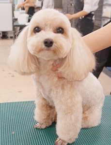 格安トリミング カットモデル犬 トリミングサンプル