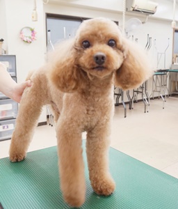 格安トリミング カットモデル犬 トリミングサンプル