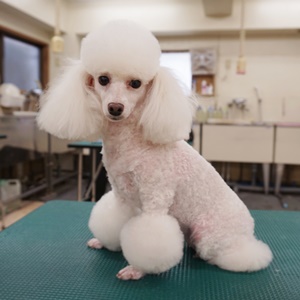 格安トリミング カットモデル犬 トリミングサンプル