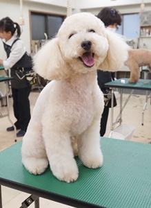 格安トリミング カットモデル犬 トリミングサンプル