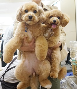 格安トリミング カットモデル犬 トリミングサンプル