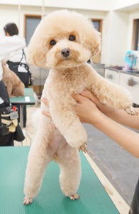 格安トリミング カットモデル犬 トリミングサンプル