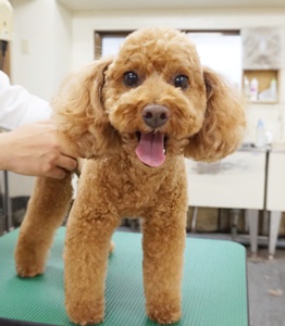 格安トリミング カットモデル犬 トリミングサンプル