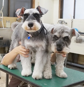 格安トリミング カットモデル犬 トリミングサンプル