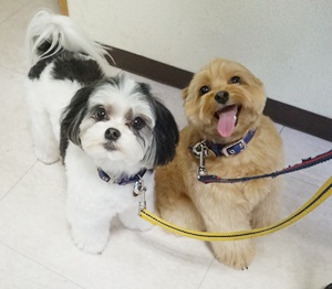 格安トリミング カットモデル犬 トリミングサンプル