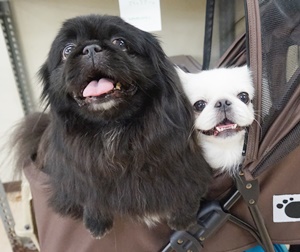 格安トリミング カットモデル犬 トリミングサンプル