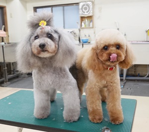 格安トリミング カットモデル犬 トリミングサンプル