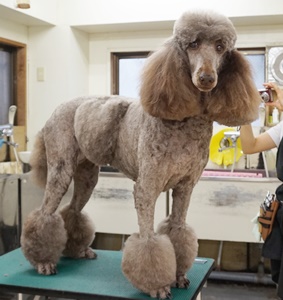 格安トリミング カットモデル犬 トリミングサンプル