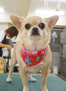 格安トリミング カットモデル犬 トリミングサンプル