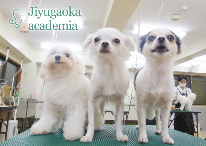 トリマー専門の養成学校 トリミングペット画像
