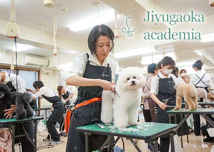 トリマー専門の養成学校 トリミングペット画像